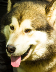 portrait of a dog malamute