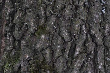 Fototapeta premium bark of tree