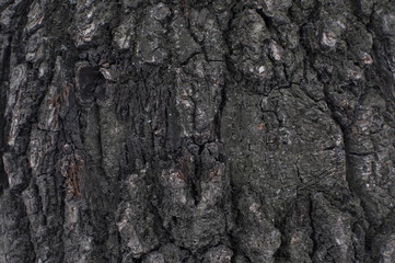 bark of a tree