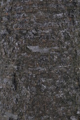 old wall texture