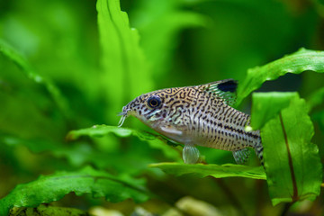 Corydoras paleatus. Pepper Cory Corydoras paleatus catfish. Fish Corydoras mottled, speckled Catfish sitting on the leaf of plants in the aquarium