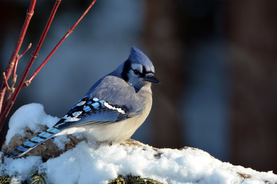 Blue Jay in snow