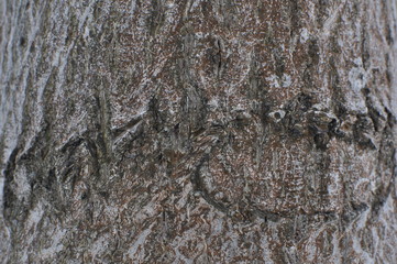 bark of a tree