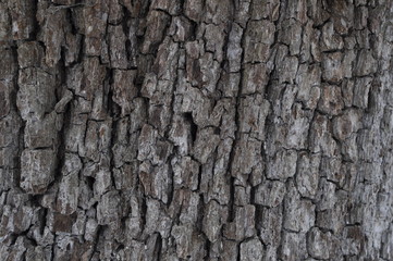 Fototapeta premium old tree bark