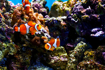 Fototapeta na wymiar aquarium fish