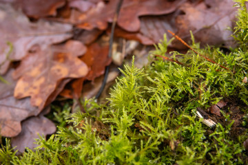 Fototapeta premium Common Feather Moss in Winter