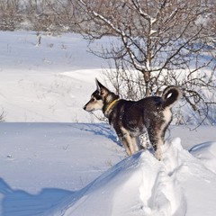 Beautiful black puppy for a walk in winter.Beloved Pets.