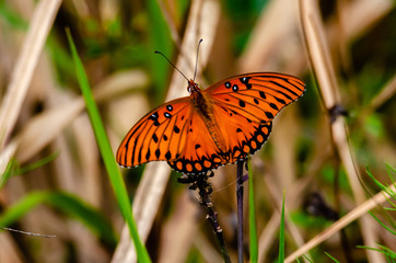 Gulf Fritillary 