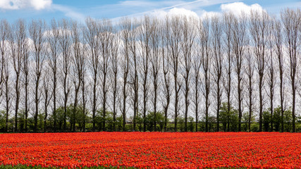 Tulpenfelder in Holland
