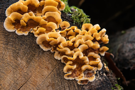 Hairy Curtain Crust Fungus in Autumn