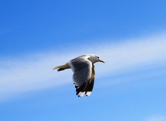 Vogel Meer Ocean Fliegen Fly