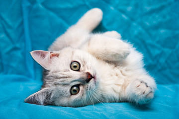 Gray white British kitten lying on its side with his front legs tucked and looking at the camera
