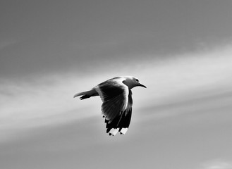 Schwarzweiß blackwhite Vogel 