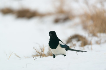 Photo of magpie bird on the snow