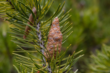 Jack Pine Cone in Winter
