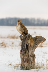 Photo of common buzzard buteo buteo on a tree