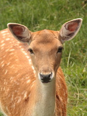 Female Fallow Deer