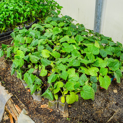 Seedlings cucumbers. The cultivation of cucumbers in greenhouses