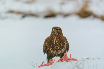 Common buzzard eating meat on the snow