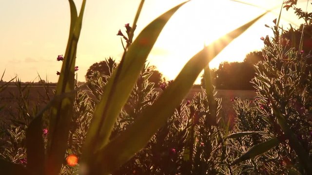 Dolly shot/ Tracking along Grass, wild flowers and wheat field, with a golden sunset and dramatic sky in East Frisia, North Germany.