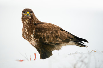 Common buzzard eating meat on the snow