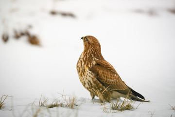 Common buzzard buteo buteo on winter field