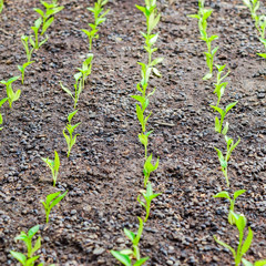 Seedlings of pepper. Pepper in greenhouse cultivation. Seedlings