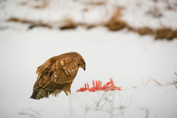 Common buzzard eating meat on the snow