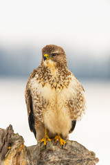 Photo of common buzzard buteo buteo on a tree