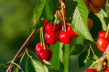 sweet cherry close up