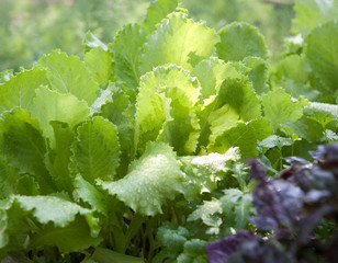 salad and greens after rain in the garden