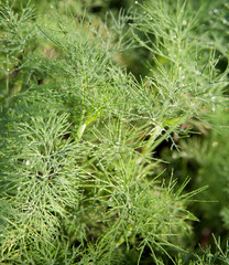 greens of dill after rain in the garden