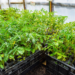 Seedlings of tomato. Growing tomatoes in the greenhouse