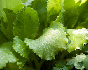 lettuce leaves after the rain in the garden