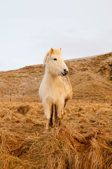Obraz premium White Icelandic Horse