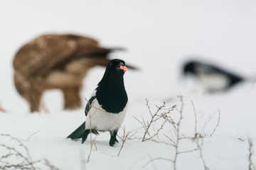 Photo of magpie bird on the snow