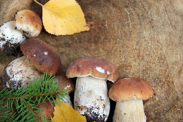 A bunch of Autumn mushrooms background.