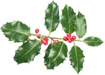 Cute holly leaves and berries, christmas decoration isolated on
