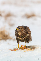 Common buzzard eating meat on the snow