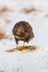 Common buzzard eating meat on the snow