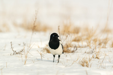 Photo of magpie bird on the snow