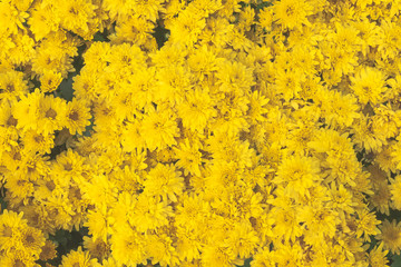 top view fresh yellow marigold flower garden pattern background