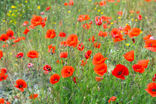   poppies at wild meadow