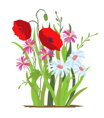Flowerbed. Flower red poppy. Set of wild forest and garden flowers. Spring concept. Flat vector flower illustration isolate on a white background.