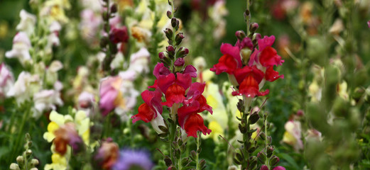 The antirrhinum plentifully blossoms in bright motley flowers of an unusual form.