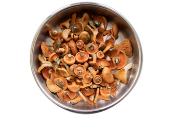 Orange agaric (Lactarius delicious) in a steel frying pan