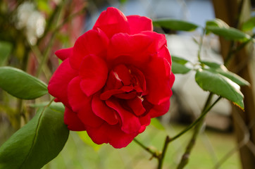 Red Hybrid Tea Rose