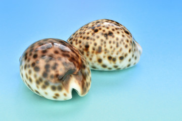 caracolas del mar caribe aisladas en fondo azul