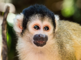 Cute little monkey (pigmy marmosets) in World of Birds park, Cape Town, South Africa.