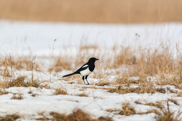 Photo of magpie bird on the snow